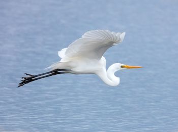 Seagull flying over water