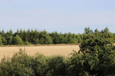 Plants growing on land against sky