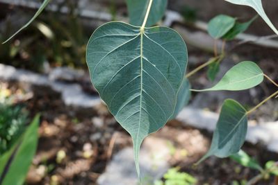 Close-up of green leaves on plant