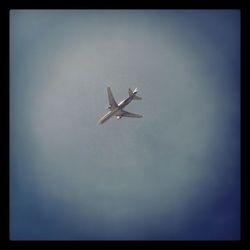 Birds flying in sky