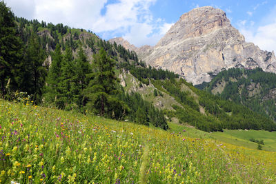 Scenic view of meadows against sky in the dolomites with mt sassongher standing over colfosco.