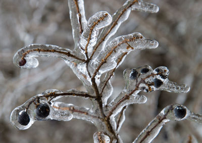 Close-up of frozen plant