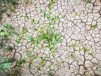 Full frame shot of plants growing on land