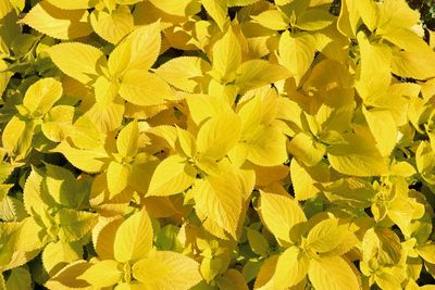 Full frame shot of yellow flowering plant