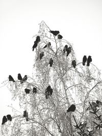 Low angle view of birds on tree against sky