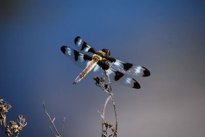 Low angle view of dragonfly on plant against sky