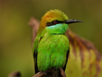 Green bee-eater close-up