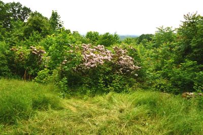 Plants and trees on landscape