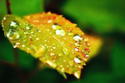 Close-up of water drops on leaves