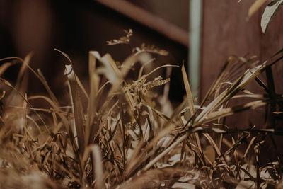 Close-up of dry plants on field