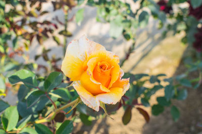 Close-up of yellow rose