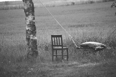 View of an animal on field