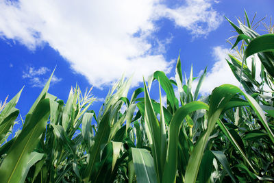 Low angle view of crops growing on field against sky