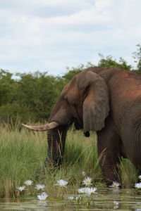 View of elephant in lake against sky