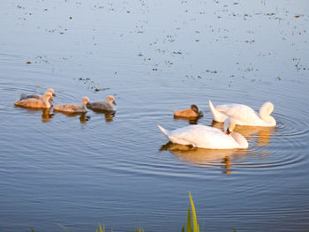 Ducks in a lake