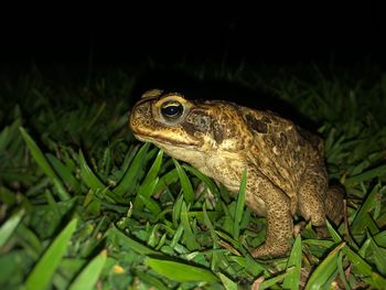 Close-up of frog on plant