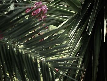Close-up of raindrops on palm tree