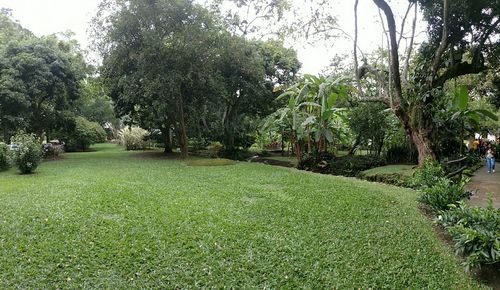 Trees growing in park