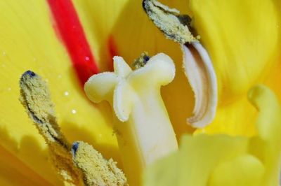 Close-up of yellow flower