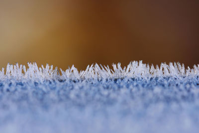 Close-up of snow