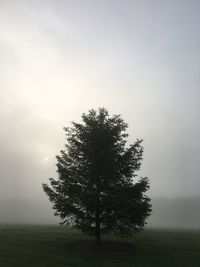 Scenic view of grassy field in foggy weather