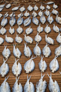 High angle view of white eggs in market