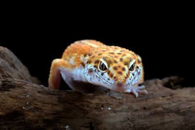 Leopard gecko isolated on black background