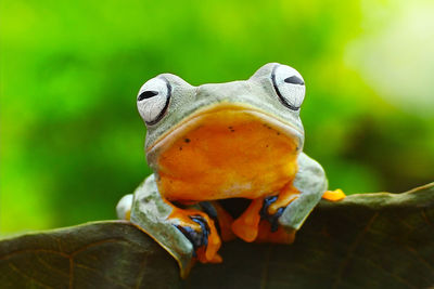 Close-up of lizard