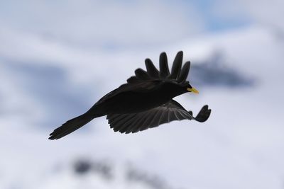 Low angle view of eagle flying in sky