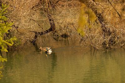 Birds in lake