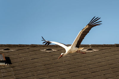 bird