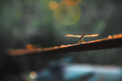 Close-up of insect