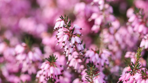 Close-up of pink flowering plant