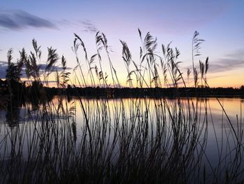 Silhouette plants by lake against sky during sunset