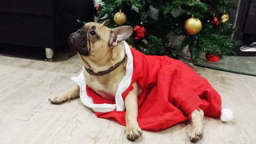 Dog on christmas tree