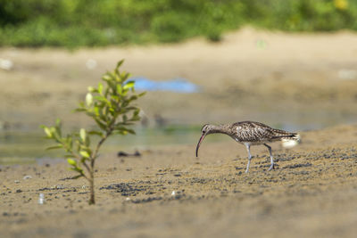 View of a bird on beach