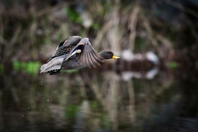 Bird flying over lake