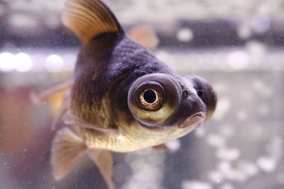 Close-up of fish swimming in aquarium