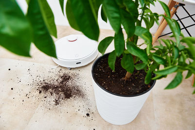 High angle view of potted plant on table