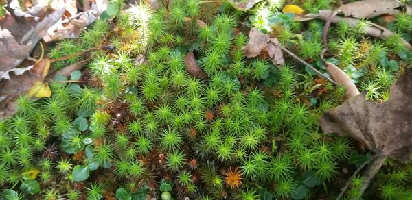 High angle view of plants growing on field