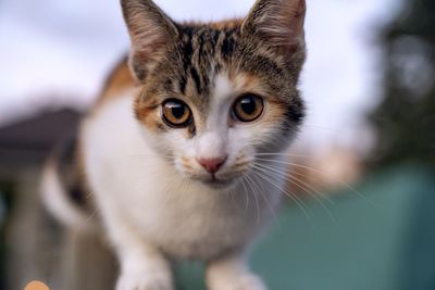 Close-up portrait of cat