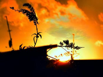 Plants at sunset