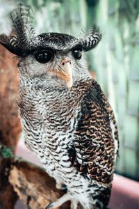 Close-up portrait of owl