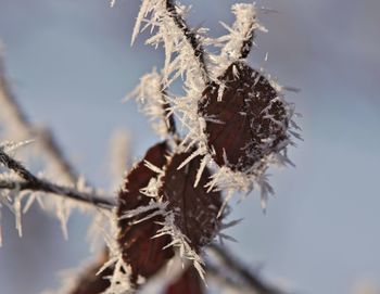 Close-up of dry plant against sky during winter