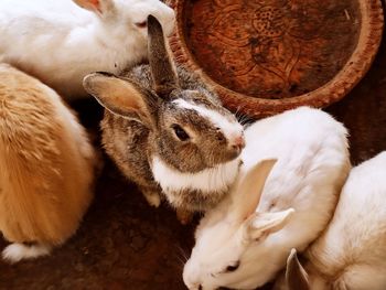 High angle view of rabbits