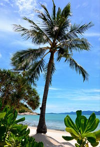 Palm tree on beach against sky