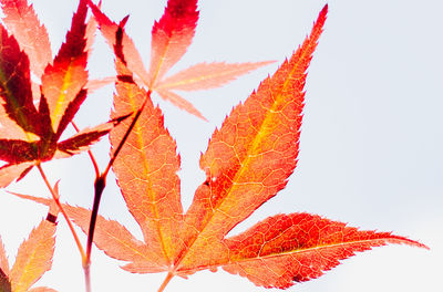 Low angle view of maple tree against clear sky