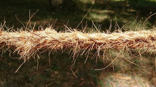 Close-up of dry grass on field