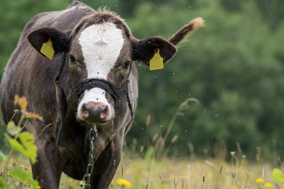 Portrait of cow on field