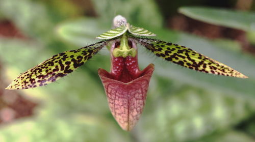 Close-up of flower on plant
